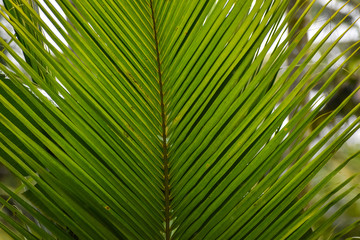 Fototapeta na wymiar Texture background of fresh green Coconut green leaf. large palm foliage. Selective focus effect applied.