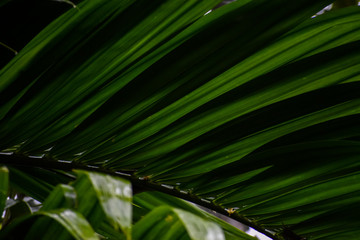 Texture background of fresh green Coconut green leaf. large palm foliage. Selective focus effect applied.