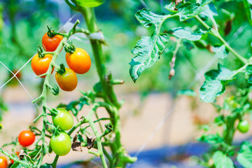収穫期の国産のミニトマト【夏イメージ】