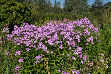 Summer Flowering Garden Phlox Flowers (Phlox paniculata) Growing in a Herbaceous Border in a Country Cottage Garden in Rural Devon, England, UK