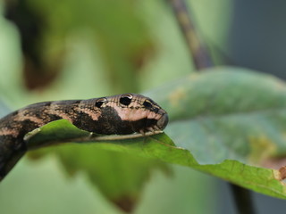  catterpillar of the cerura vinula on plant