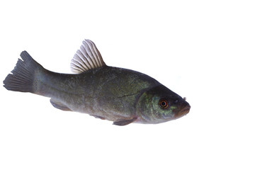 alive tench on white background