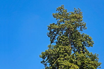 Tree and blue sky