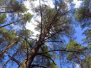 photo of a pine tree. view of the sky and the top of a tall pine tree. bottom view. forest landscape. vertical photo