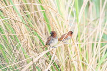 scally breasted munia india noida 