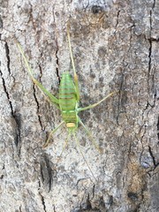 grasshopper on the grass