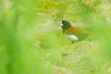 Tricoloured munia