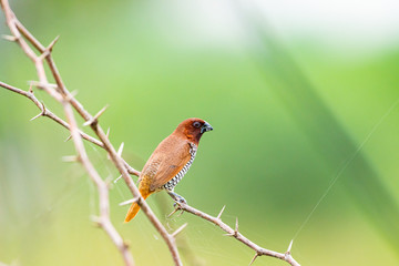 scally breasted munia 