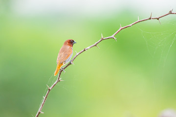 scally breasted munia 