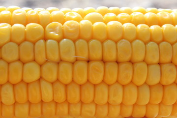 close up of corn