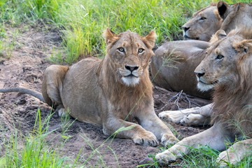 Lion (Panthera leo) in the Timbavati Reserve, South Africa