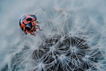 
Ladybugs are in the dandelion