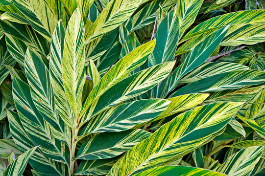 Background foliage (Alpinia variegata)