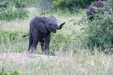 Young African elephant (Loxodonta africana) calf in the Timbavati Reserve, South Africa © Mark Hunter