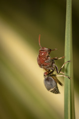 Big wasps.