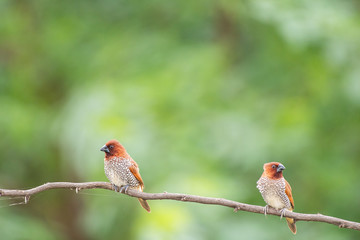 scally breasted munia 