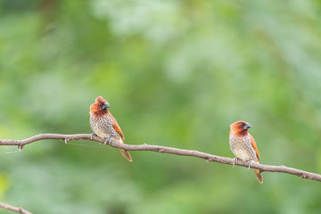 scally breasted munia 