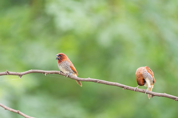 scally breasted munia 