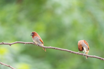 scally breasted munia 