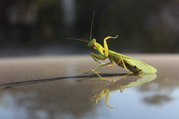 praying mantis