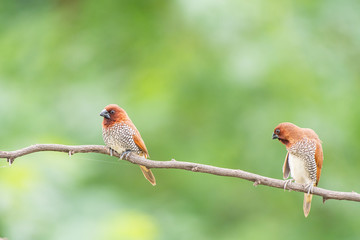 scally breasted munia 
