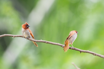 scally breasted munia 