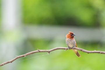 scally breasted munia 