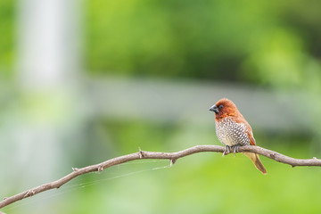 scally breasted munia 