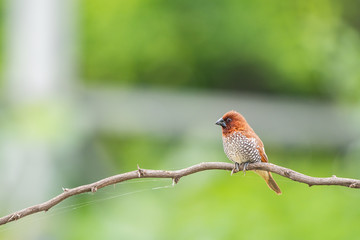 scally breasted munia 