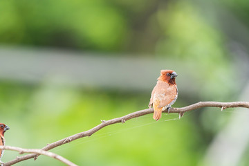 scally breasted munia 