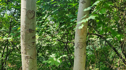 Fototapeta premium Names carved into trees at a park