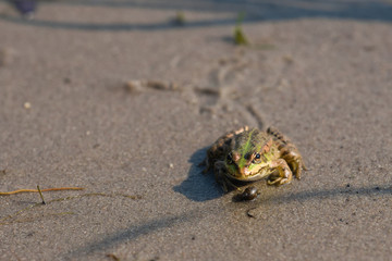  sitting green frog on sand background