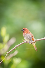 scally breasted munia 