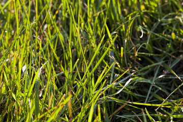 Fototapeta premium green wheat or other grain