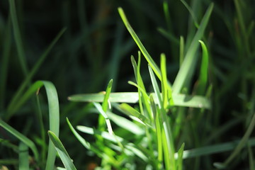 green grass with dew drops
