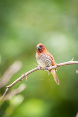 scally breasted munia 