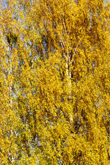 beautiful birch foliage