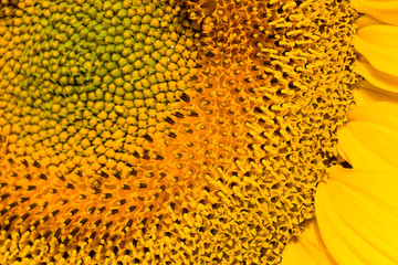 close-up of Sunny flowers