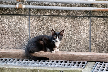 young stray cat