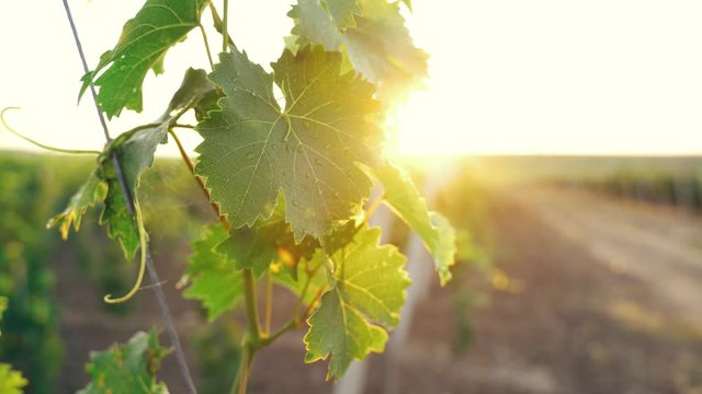 perspective view closeup of vine leaves covered in rain drops dew in the light of morning with the vineyard rows in the background