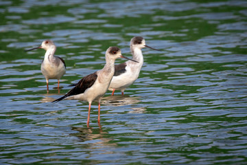 Image of Black-winged Stilt (Himantopus himantopus) are looking for food. Bird. Wild Animals.