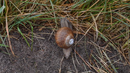 Grape snail on the grass in the forest