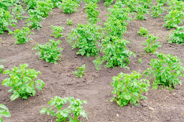Potatoes growing in a field organic farm. growing vegetables, selective focus.