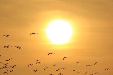 Obraz premium Silhouette of Flock of Flying Birds Against Golden Sky with the Dazzling Sun 