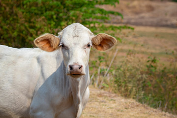 Image of white cow staring on nature background. Animal farm.