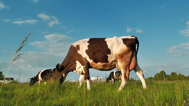 Slow Motion Milk cows on the meadow