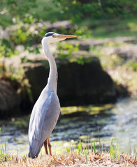 Grey Heron (Ardea cinerea) is hunting