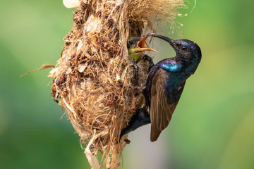 Image of Purple Sunbird (Male) feeding baby bird in the bird's nest on nature background. (Cinnyris...