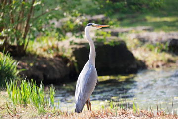 Grey Heron (Ardea cinerea) is hunting