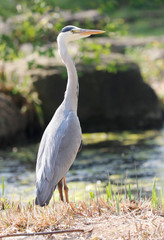 Grey Heron (Ardea cinerea) is hunting